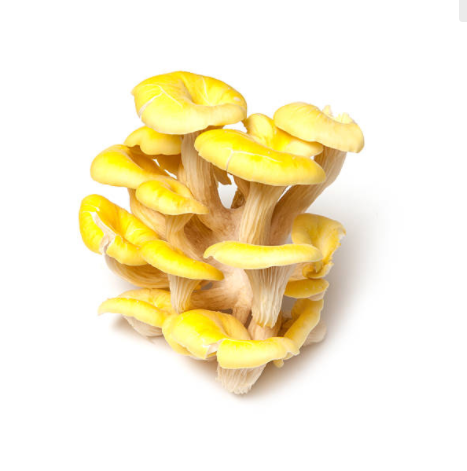 Yellow Oyster